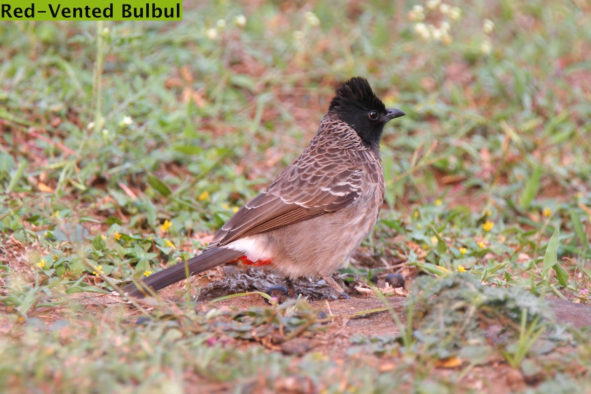 Red-vented Bulbul - Butch Carter
