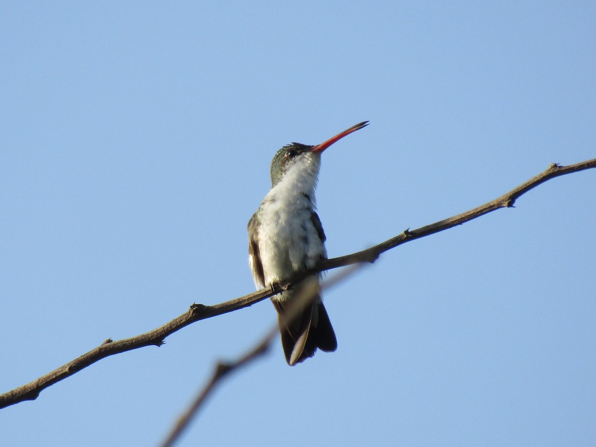 Green-fronted Hummingbird - ML168339751