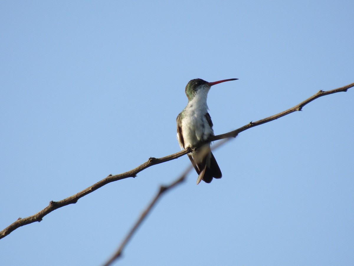 Green-fronted Hummingbird - ML168339821