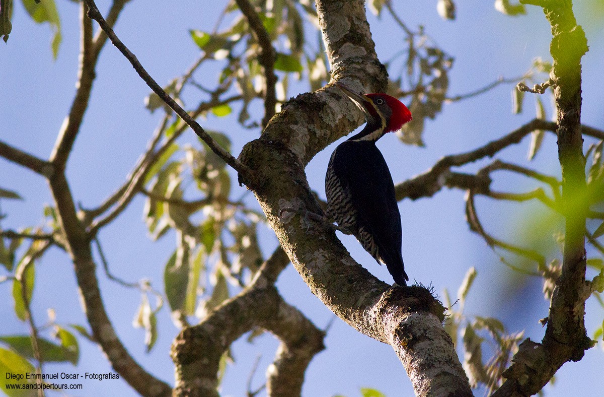 Lineated Woodpecker - Diego Oscar / Sandpiper Birding & Tours