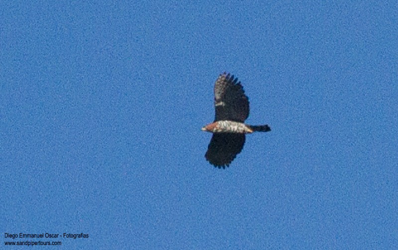 Ornate Hawk-Eagle - Diego Oscar / Sandpiper Birding & Tours