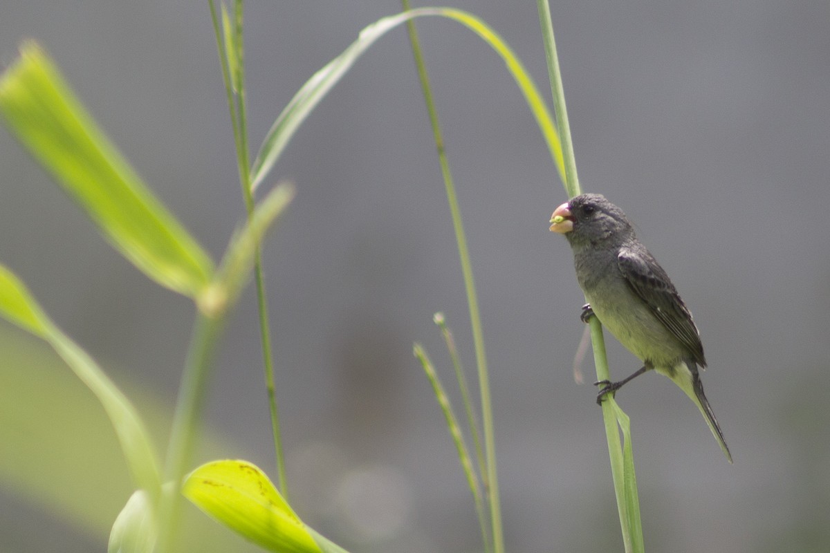 Gray Seedeater - ML168342531