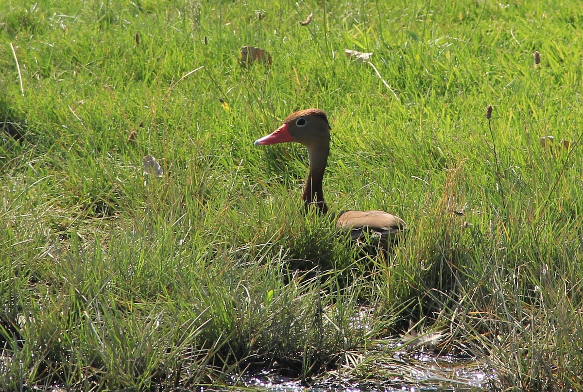 Black-bellied Whistling-Duck - Anthony  Popiel