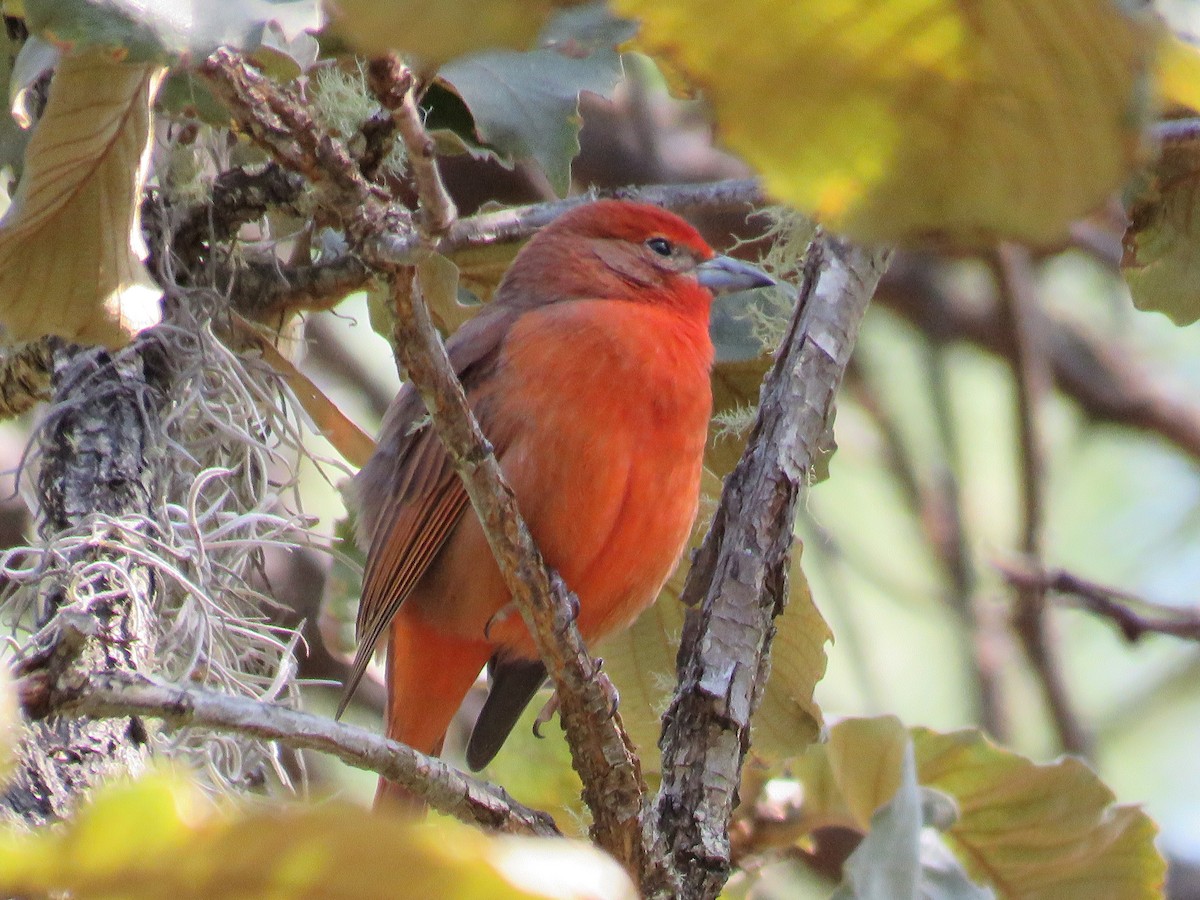 Hepatic Tanager - ML168344561