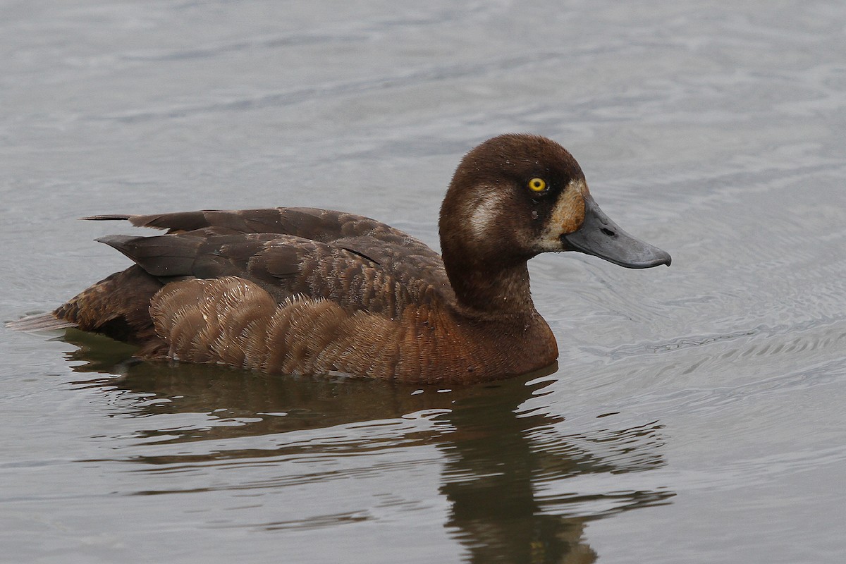 Greater Scaup - ML168346951
