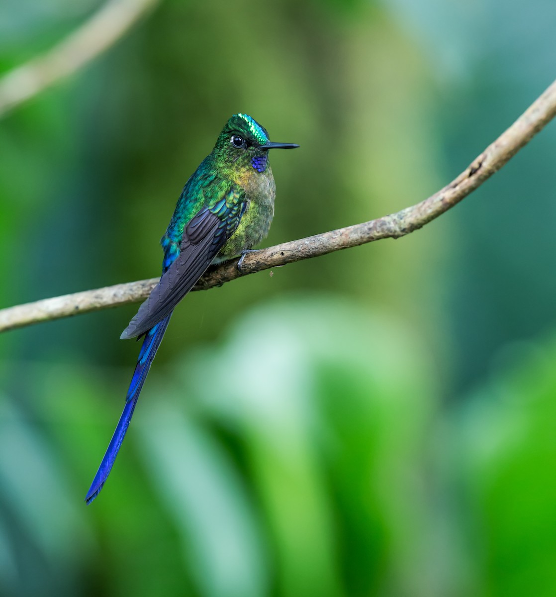 Violet-tailed Sylph - ML168346981