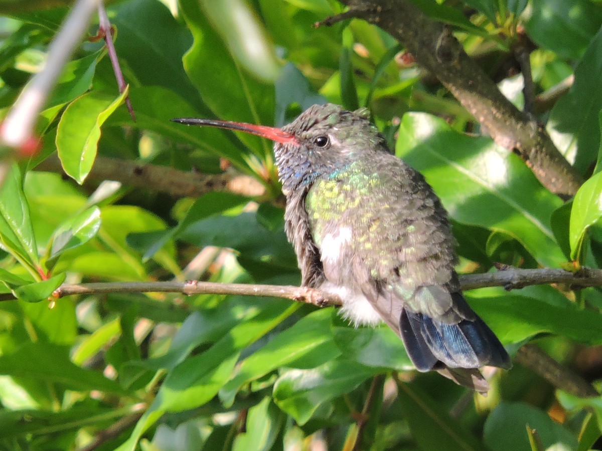 Broad-billed Hummingbird - ML168347211