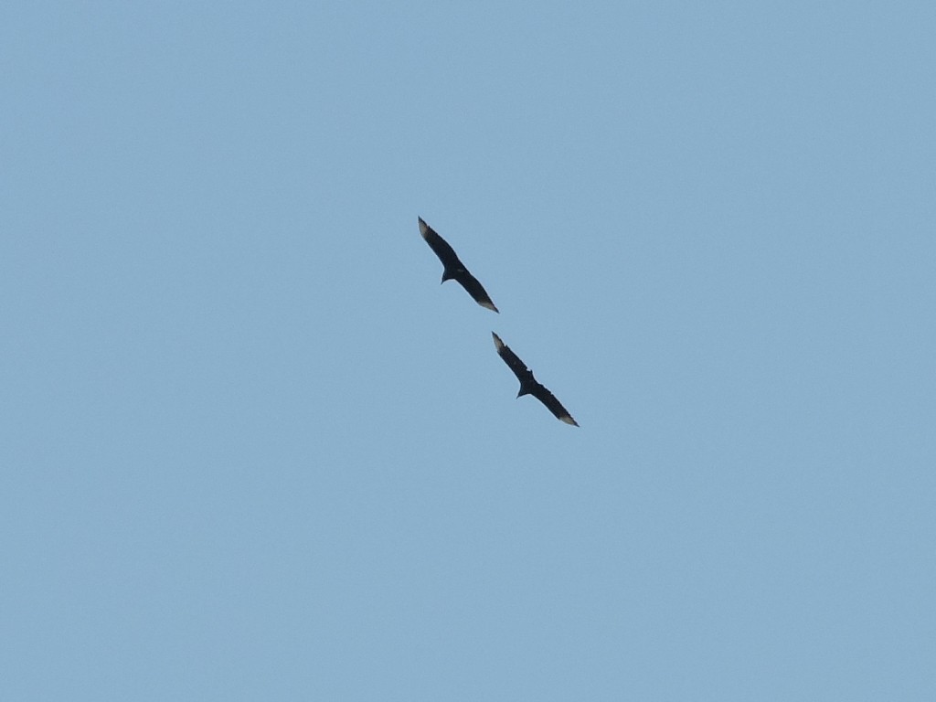 Black Vulture - ML168347481