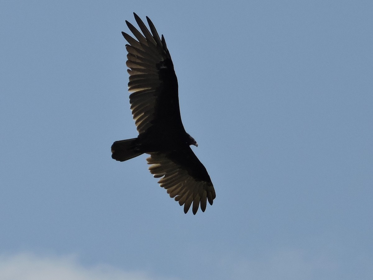 Turkey Vulture - ML168347691