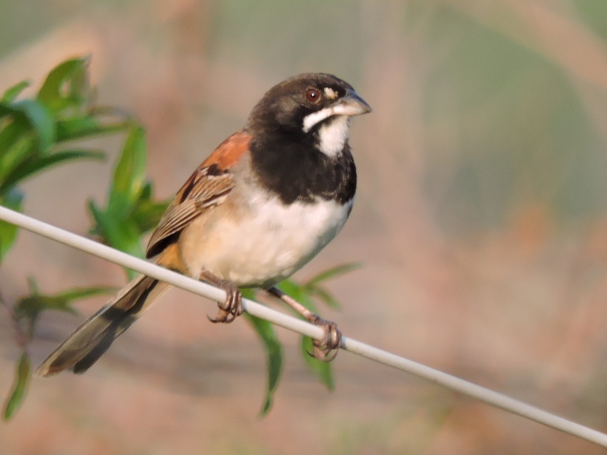 Black-chested Sparrow - ML168348651