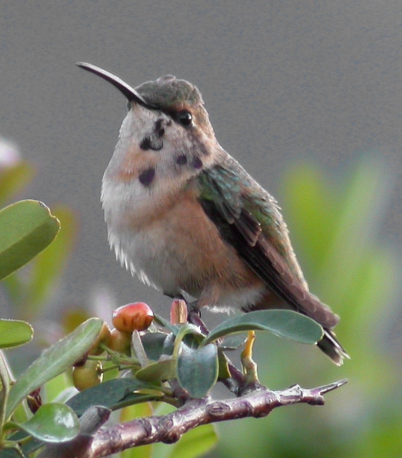 Lucifer Hummingbird - Ed Thomas