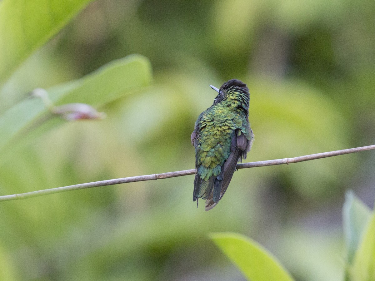 kolibřík venezuelský - ML168360741