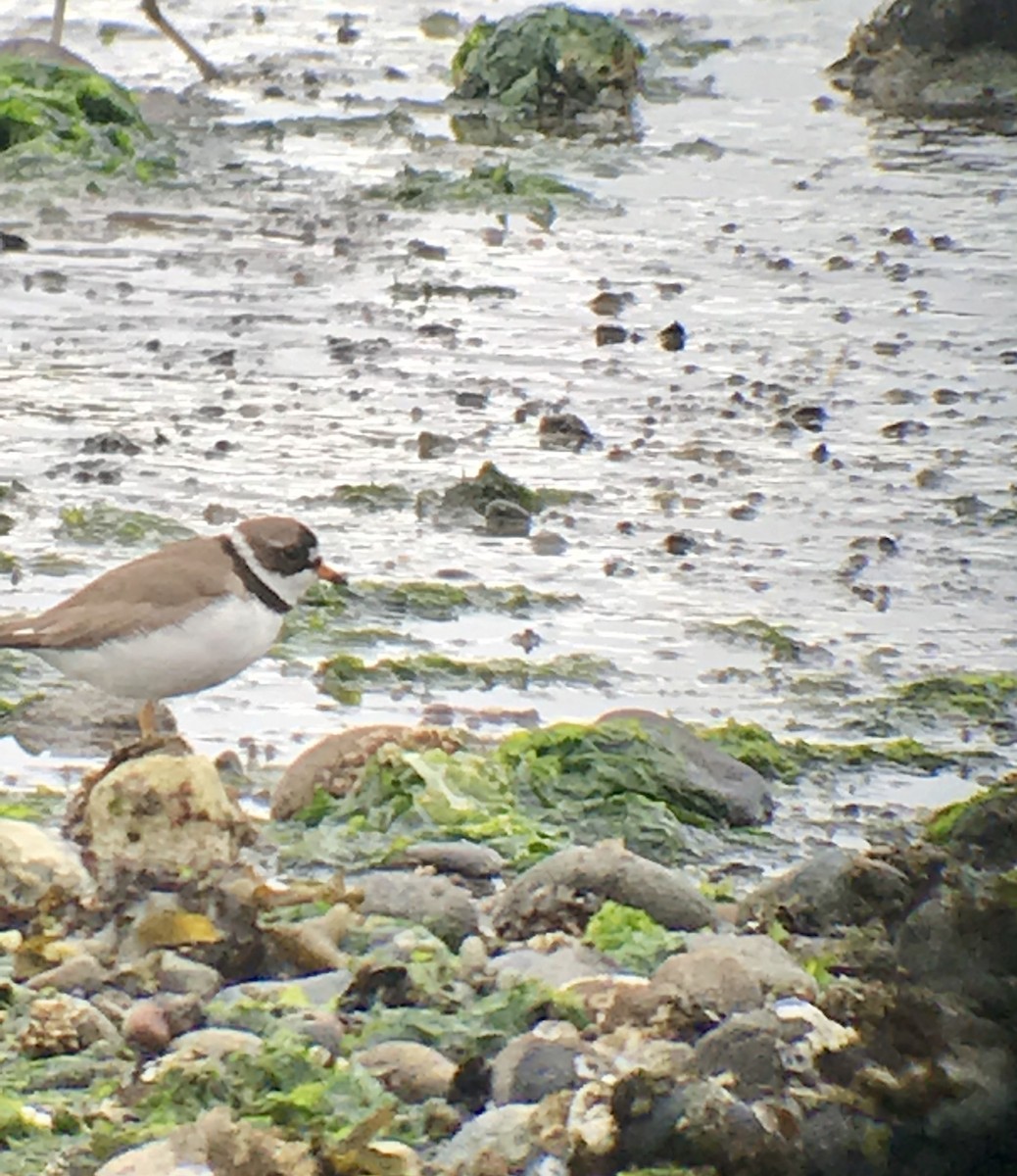 Semipalmated Plover - ML168360891