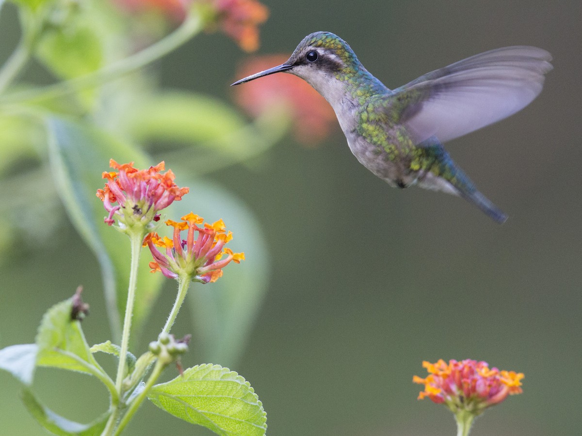 kolibřík venezuelský - ML168361011