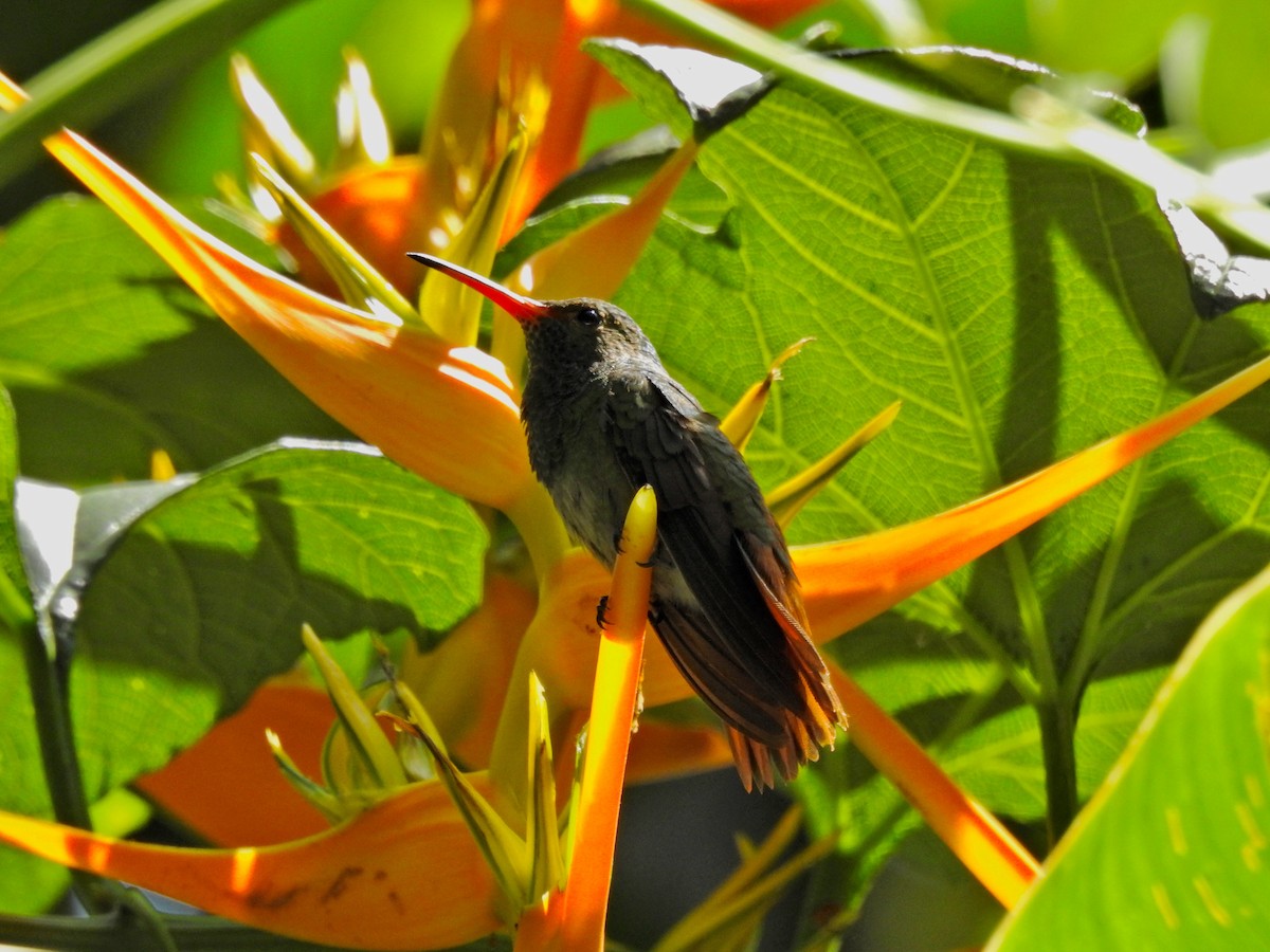 Rufous-tailed Hummingbird - Frances Oliver