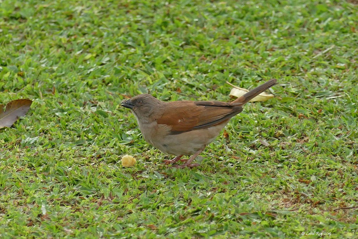 Northern Gray-headed Sparrow - ML168364671