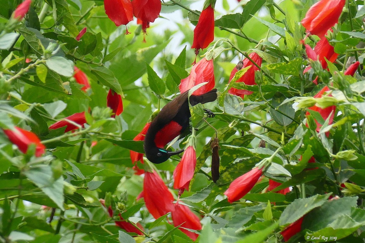 Scarlet-chested Sunbird - ML168364791