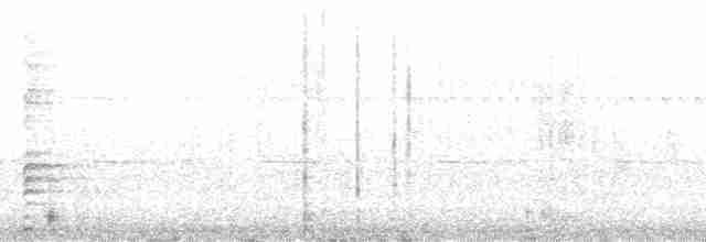 Дивоптах-шилодзьоб чорний - ML168365