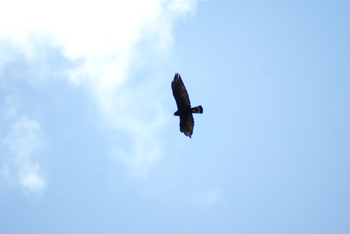Zone-tailed Hawk - Luis "Beto" Matheus