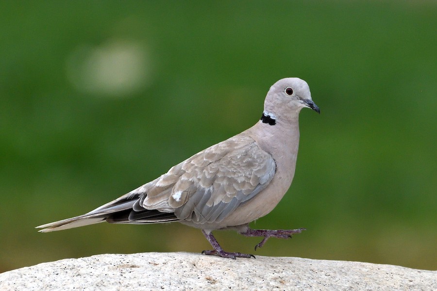 Eurasian Collared-Dove