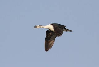 Knob-billed Duck, ML168381231