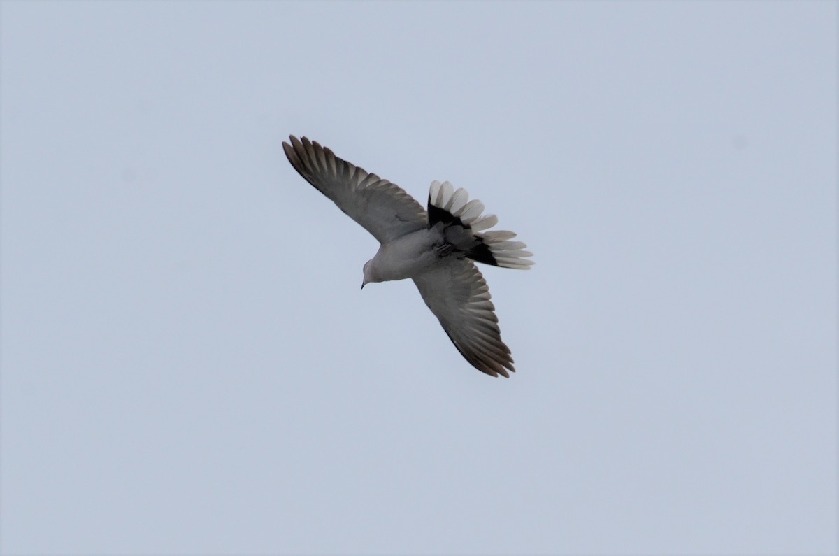 Eurasian Collared-Dove - ML168381381