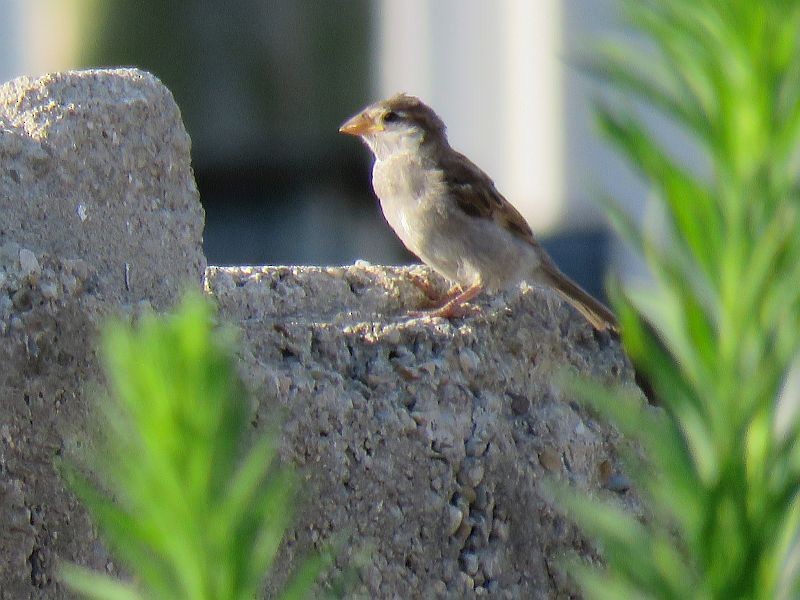 House Sparrow - ML168381491