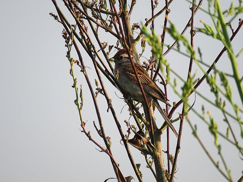 Chipping Sparrow - ML168381751