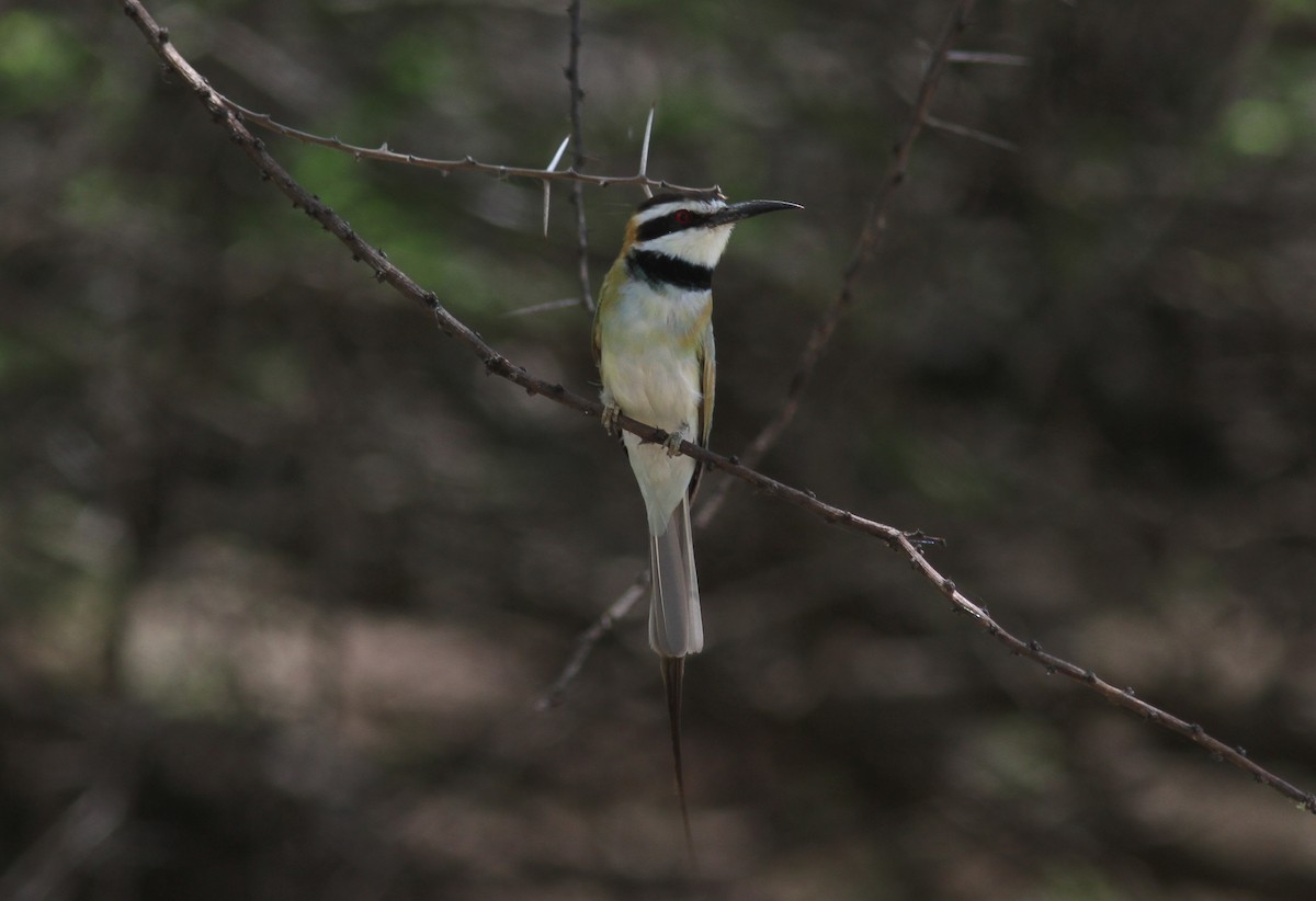 White-throated Bee-eater - Tom Beeke
