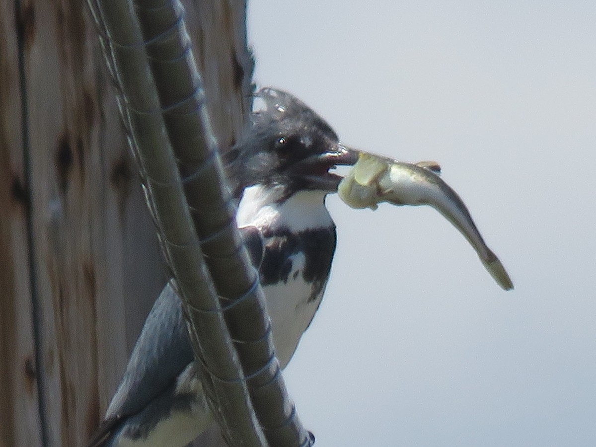 Belted Kingfisher - ML168382681