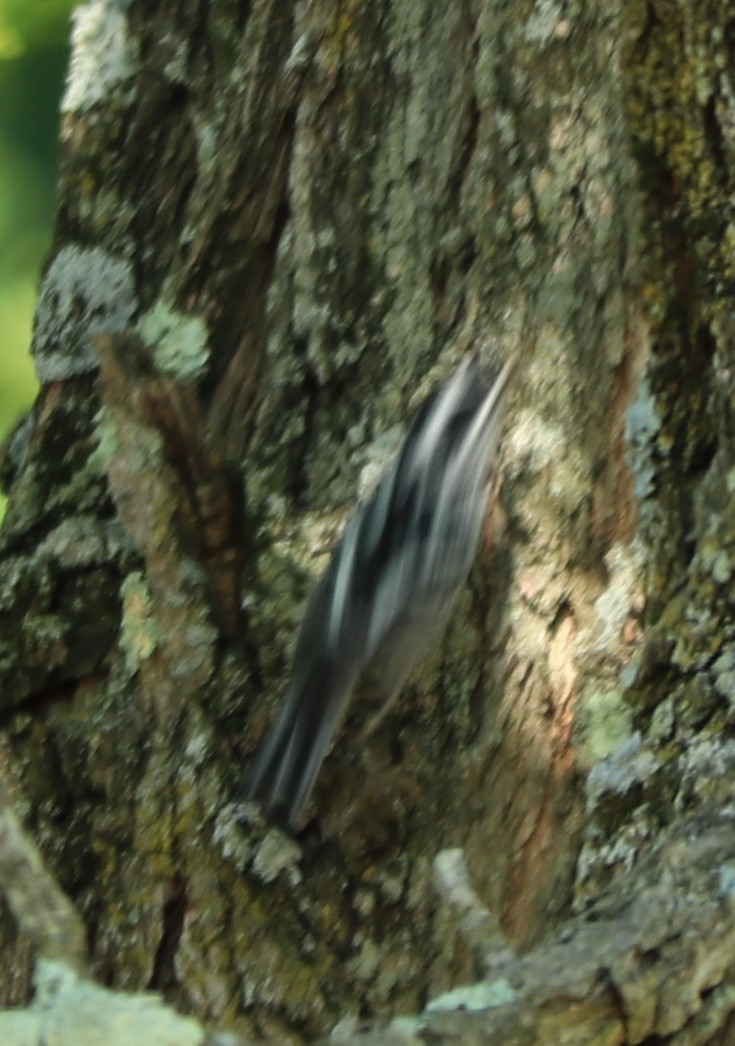 Black-and-white Warbler - valerie heemstra