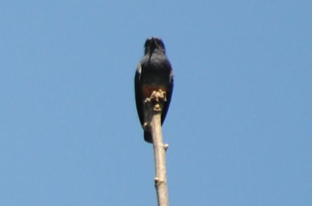 Swallow-winged Puffbird - ML168385661