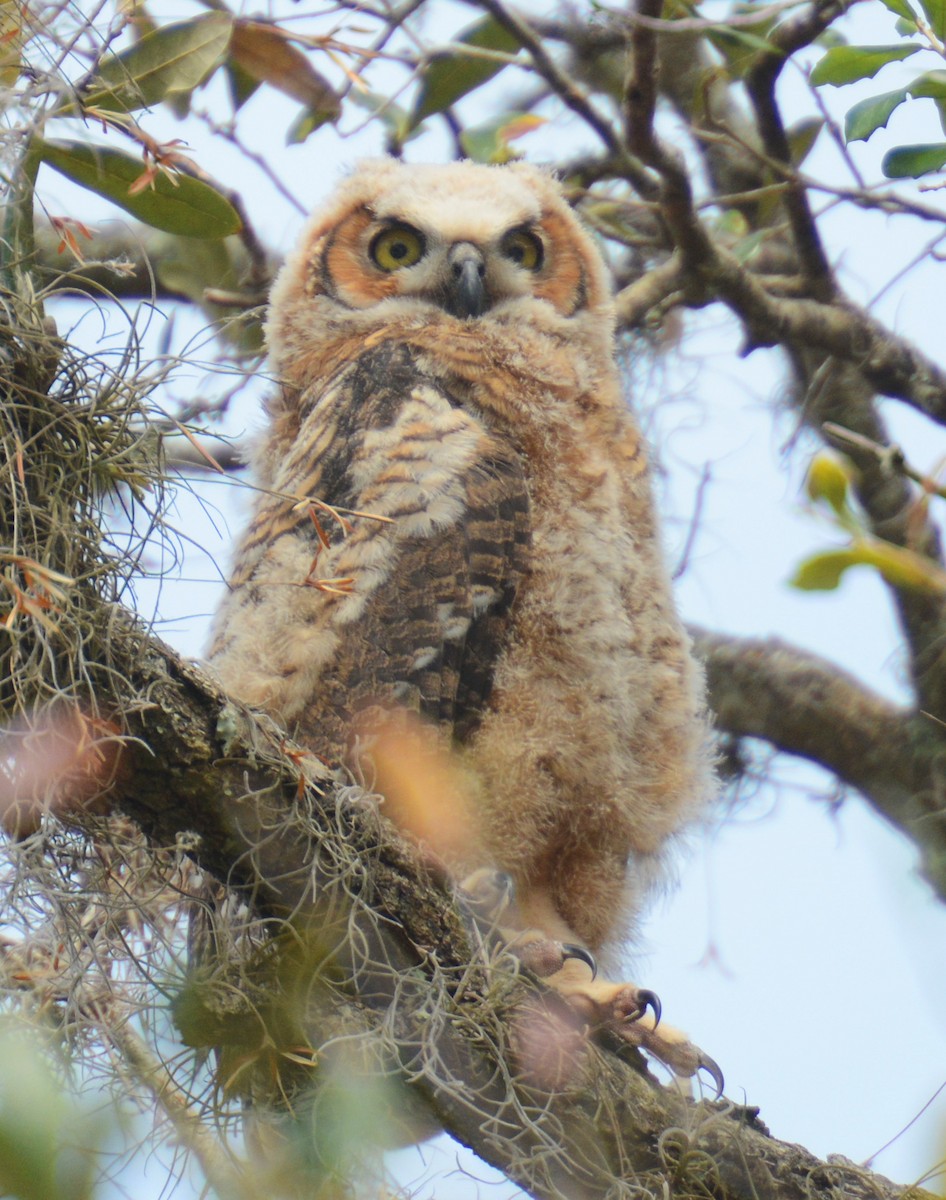 Great Horned Owl - ML168386701