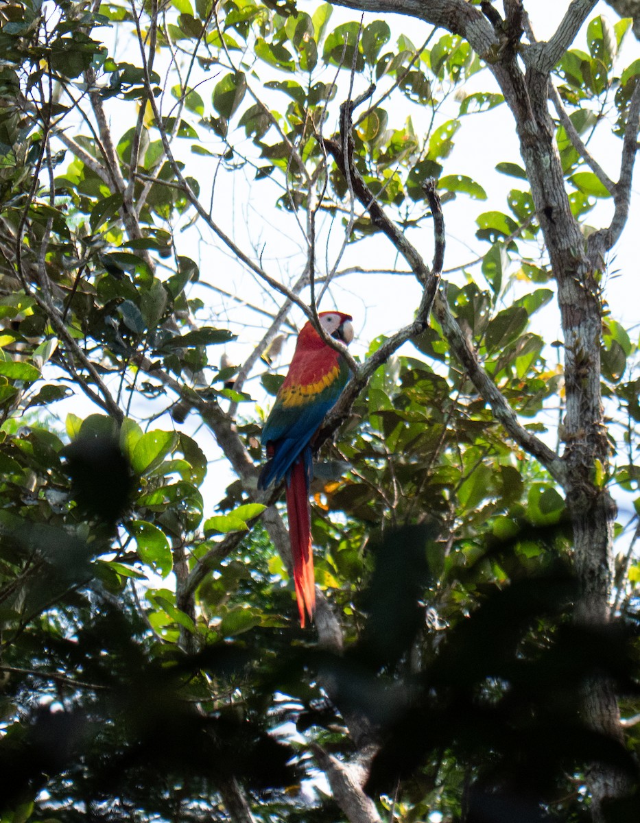 Scarlet Macaw - ML168388911