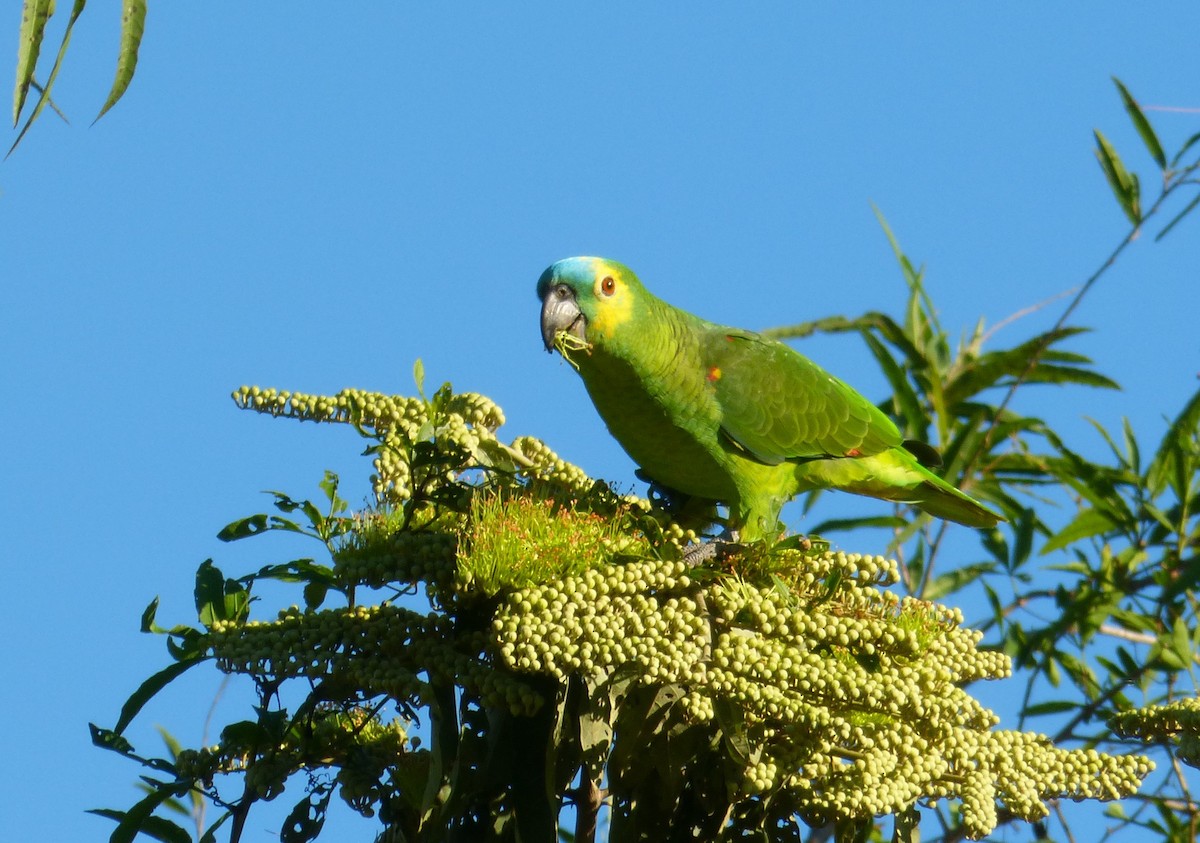 Turquoise-fronted Parrot - Terry Rosenmeier