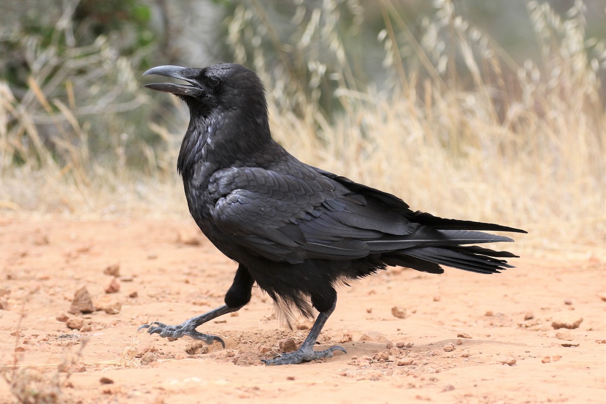 Common Raven - ML168396001