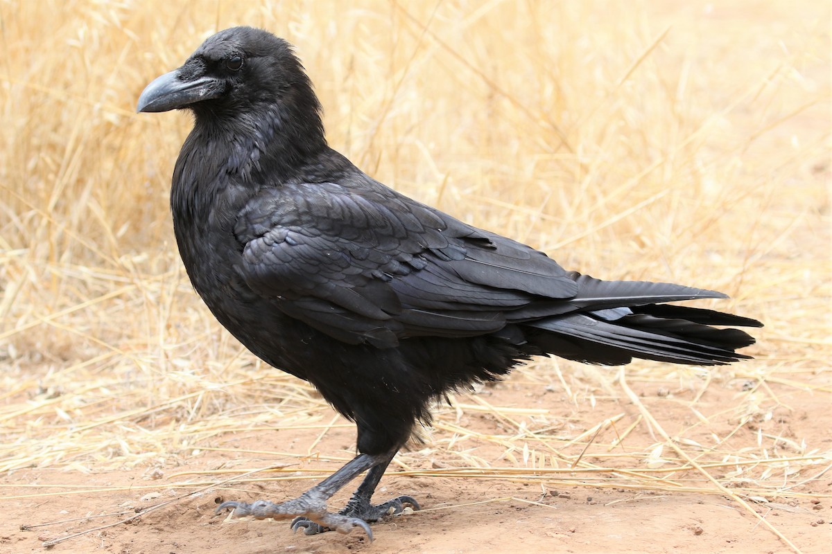 Common Raven - ML168396011