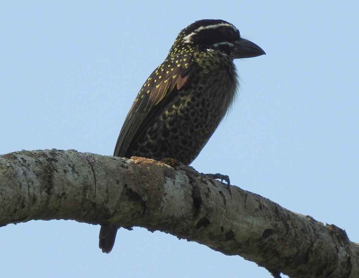 Hairy-breasted Barbet - ML168397941