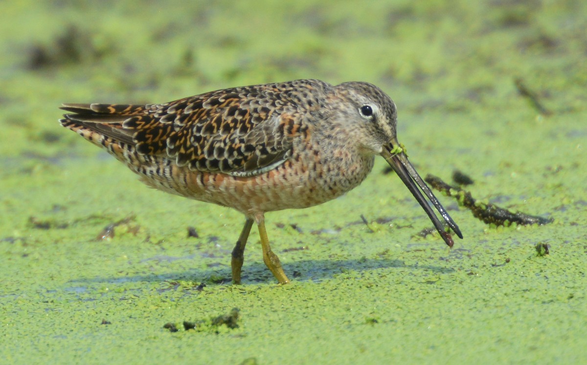 Long-billed Dowitcher - ML168400621