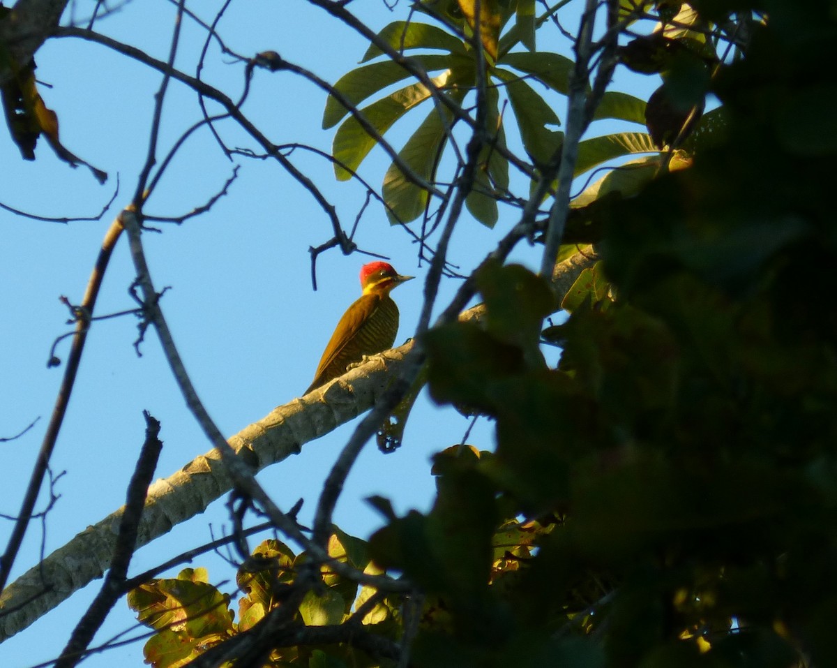 Golden-green Woodpecker - Terry Rosenmeier