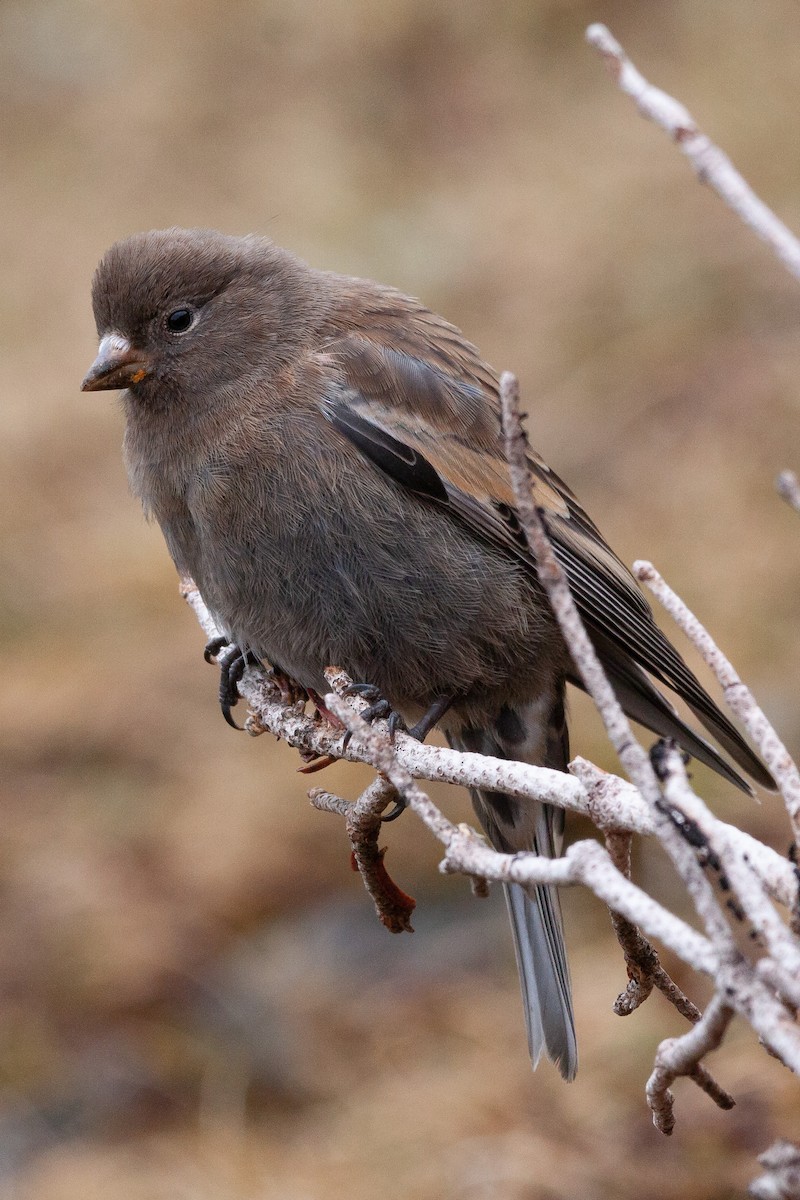 Gray-crowned Rosy-Finch - ML168401861