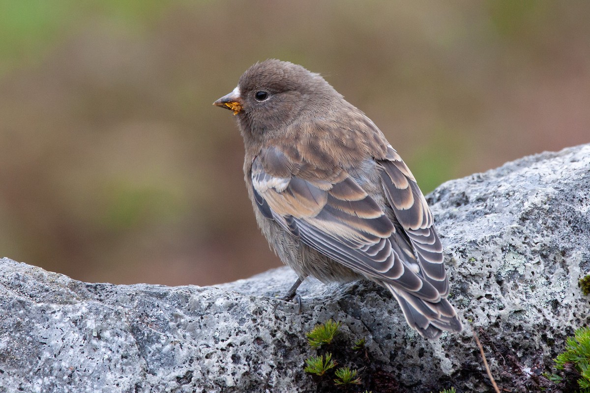 Gray-crowned Rosy-Finch - ML168401881