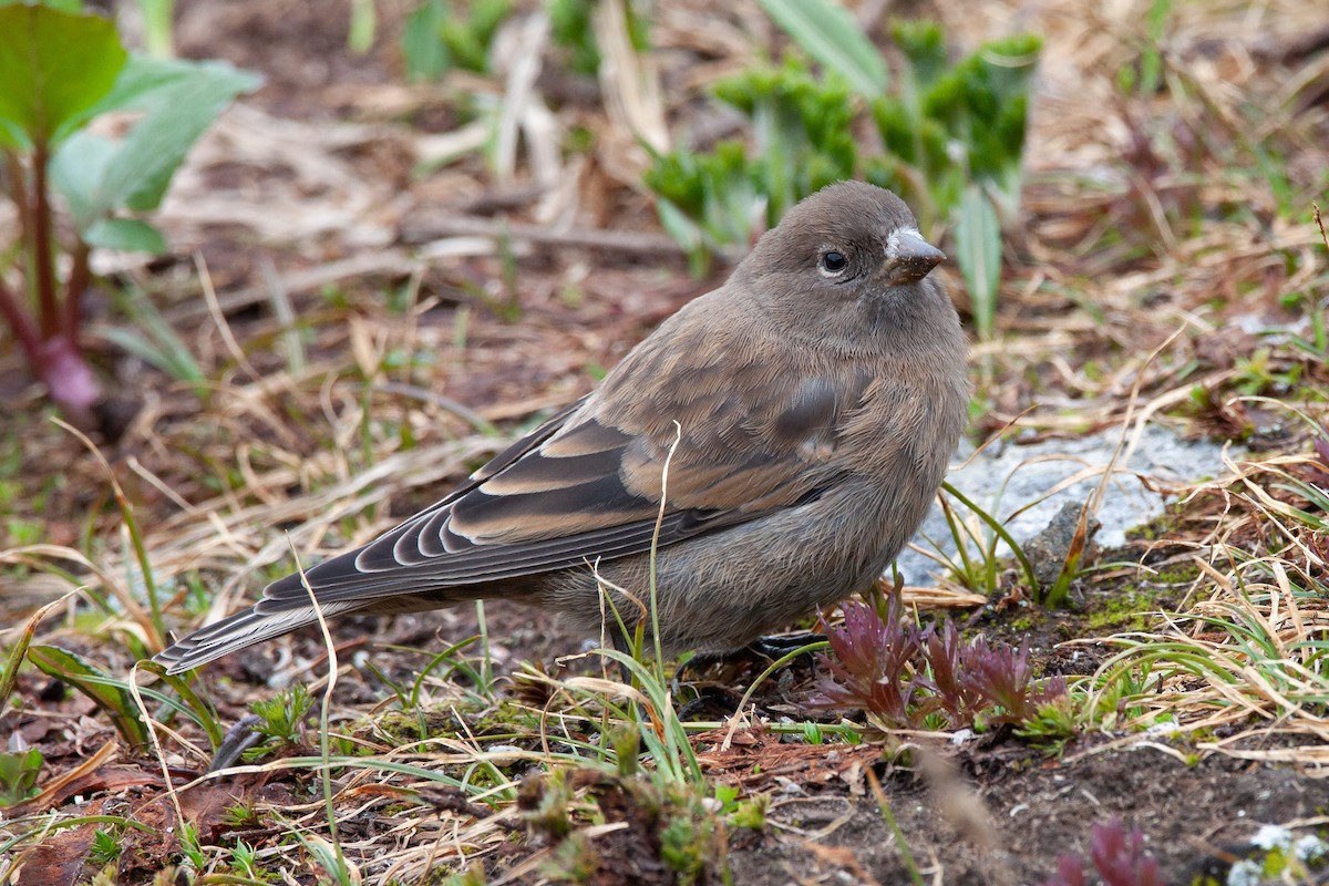 Gray-crowned Rosy-Finch - ML168401901