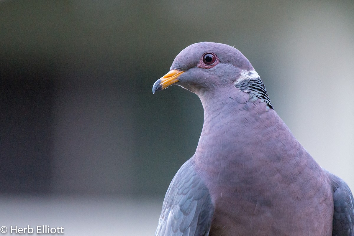 Band-tailed Pigeon - Herb Elliott