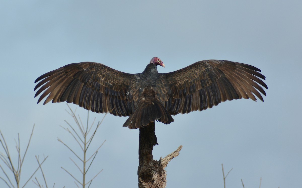 Turkey Vulture - ML168402461