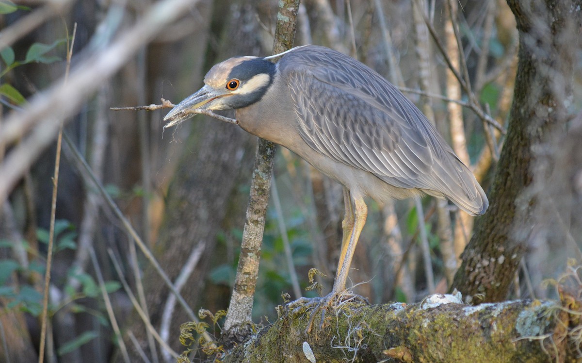 Yellow-crowned Night Heron - Jeremy Cohen