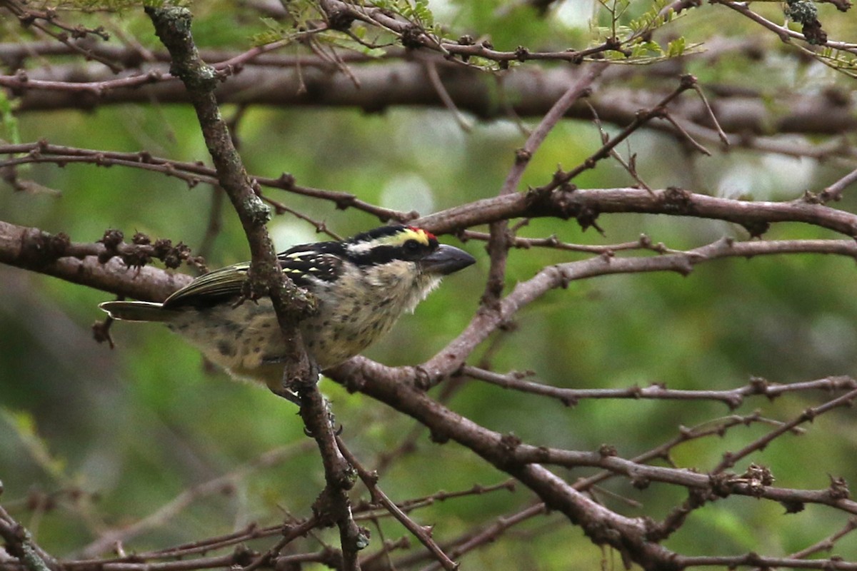 Red-fronted Barbet - ML168407501