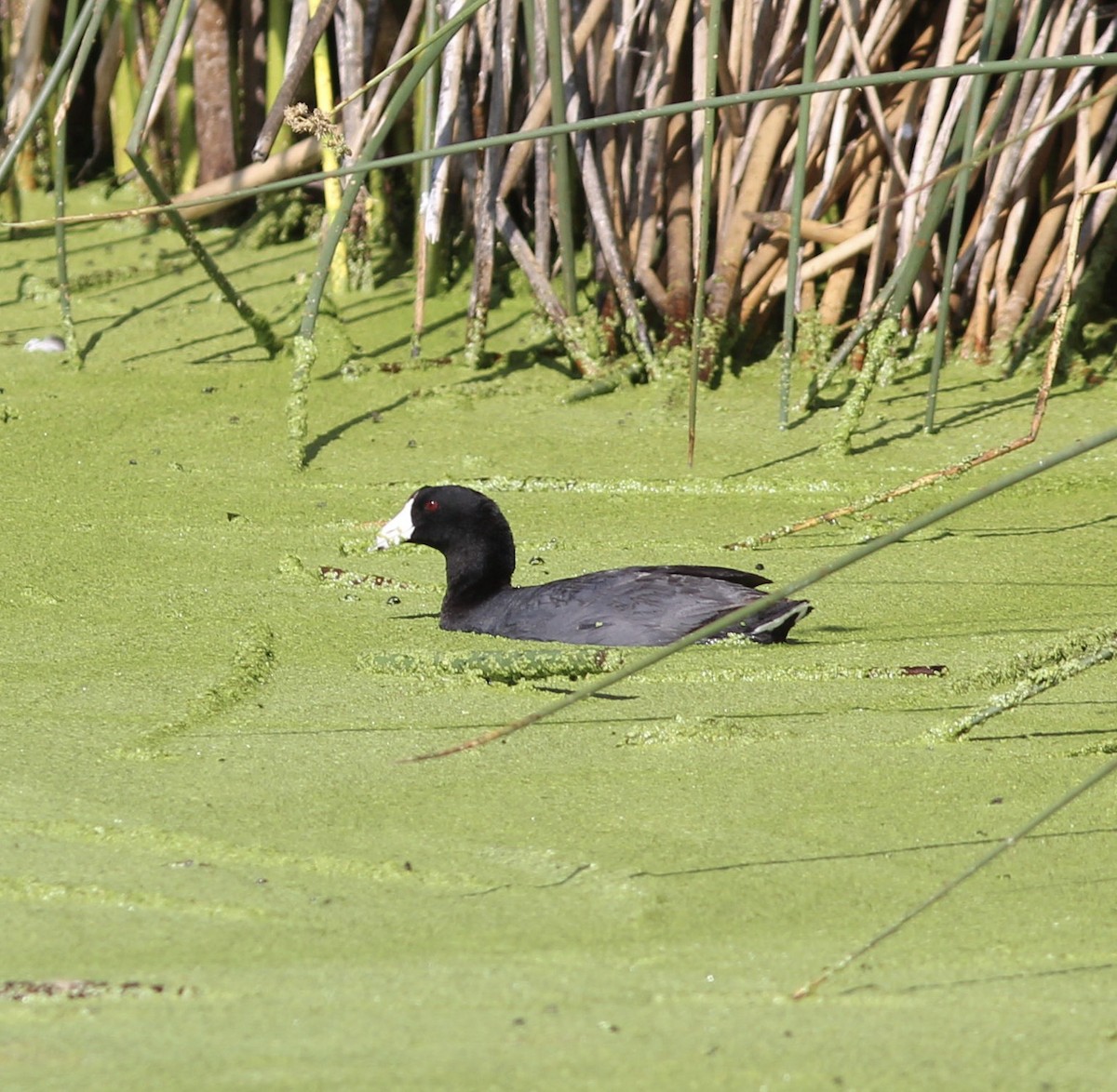 American Coot - Richard and Margaret Alcorn
