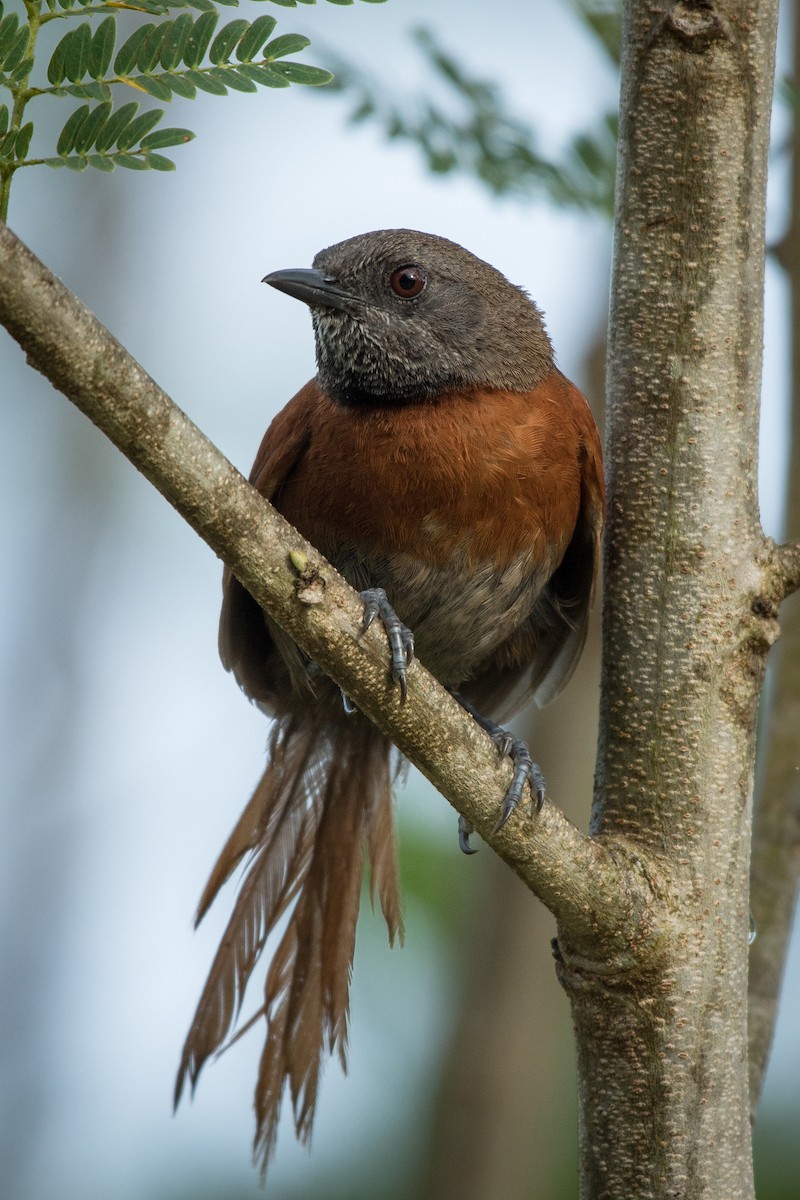 Rufous-breasted Spinetail - ML168408741