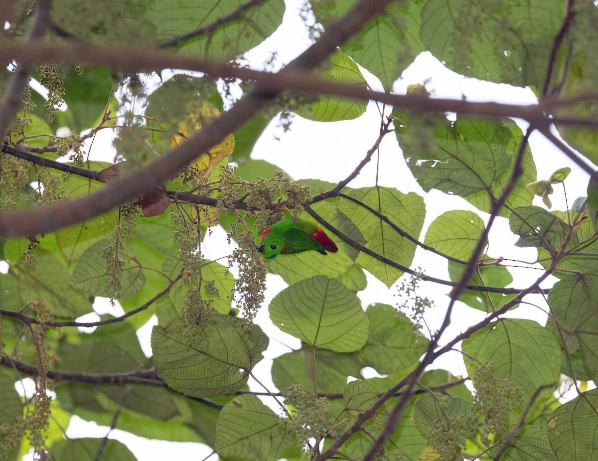 Blue-crowned Hanging-Parrot - Shailesh Pinto